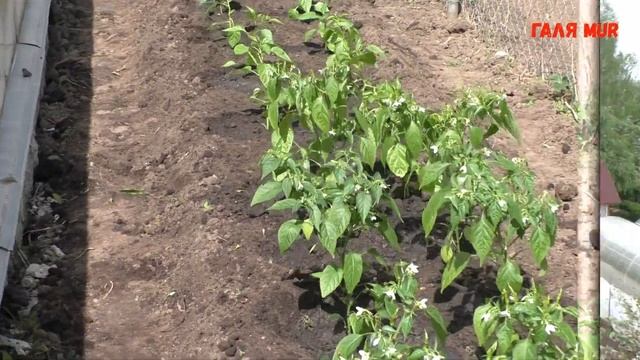 Высадка острого перца в открытый грунт смотреть онлайн