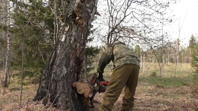 Готовь сани летом//заготовка дров на ЗИМУ. смотреть онлайн