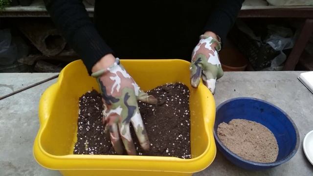 ПЕРЕСАДКА НОЛИНЫ (БОКАРНЕИ)? БУТЫЛОЧНОГО ДЕРЕВА смотреть онлайн