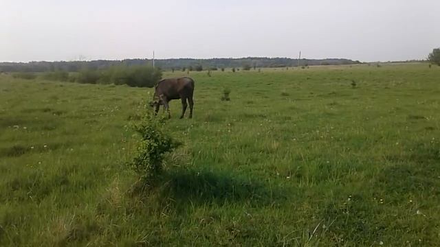 Идем на пастбище!Кормовая база для лпх! смотреть онлайн