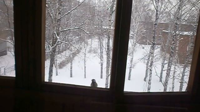 Синички зимой тянутся к людям. смотреть онлайн