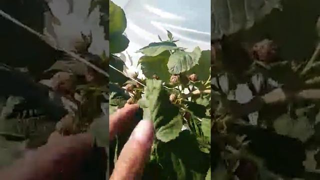 Малина сорт Патриция. смотреть онлайн