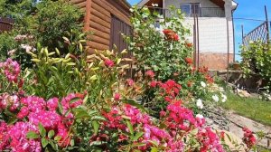 Плетистые розы. Alberich Cl  (Альберих клаймбер)