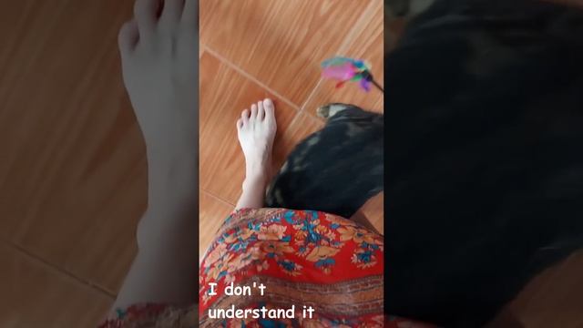 Outdoor cats react to toys смотреть онлайн