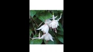 Виды и сорта Фуксии :):):)