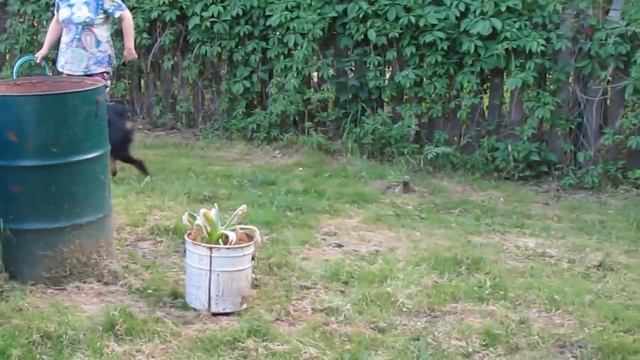 Ротвейлер помогает на огороде. смотреть онлайн
