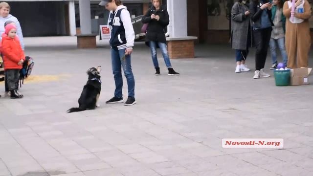 Видео Новости-N: дрессированная беспородистая собака