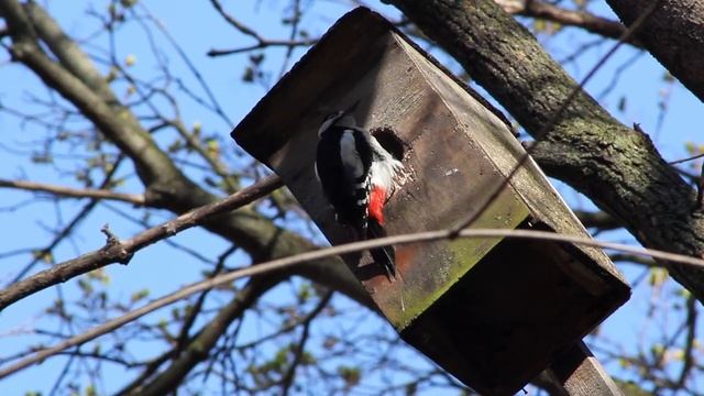 Дятел выдалбливает дупло в скворечнике. Woodpecker gouges a hollow in a birdhouse смотреть онлайн