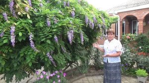 Глициния подмерзла весной и не цвела. Спилить или подождать