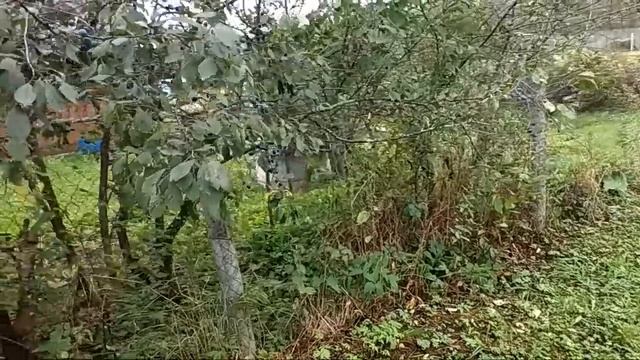 Терн на усадьбе смотреть онлайн