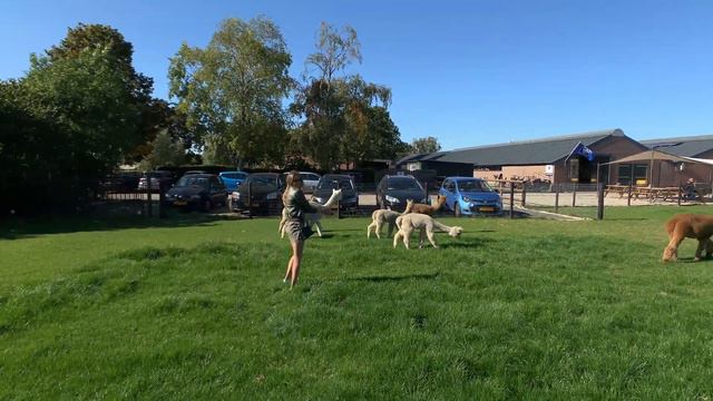 ШОК! МИЛАШКИ-АЛЬПАШКИ НЕ ЛЮБЯТ ЛЮДЕЙ! смотреть онлайн