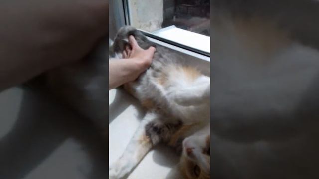 Говорящая кошка. Ласковая, пушистая. смотреть онлайн