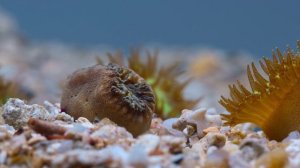 Чудеса кораллового рифа (документальный фильм, 2021)