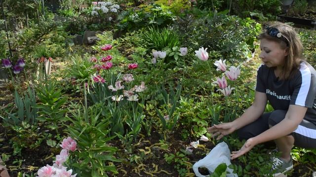 Когда выкапывать тюльпаны, чем опасна пестролепестность смотреть онлайн