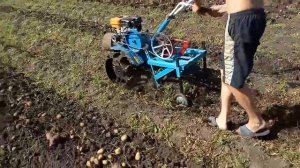 Картофелекопалка к мотоблоку Нева. Первое испытание