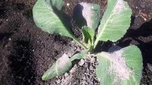 Фузариозное Увяданием Листьв на Капусте и Томатах - Эффективный и Простой Способ Борьбы.