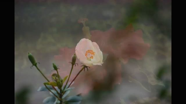 Canon EOS 80D Sample Photos 4K Quality| Canon DSLR Camera Photography HD | The Heliotech Official смотреть онлайн
