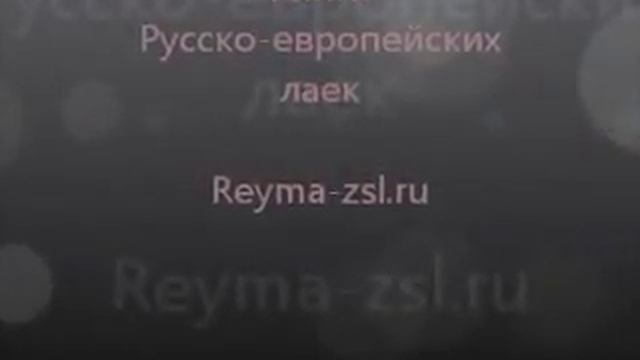 Нижегородская выставка охотничьих собак 2009 смотреть онлайн