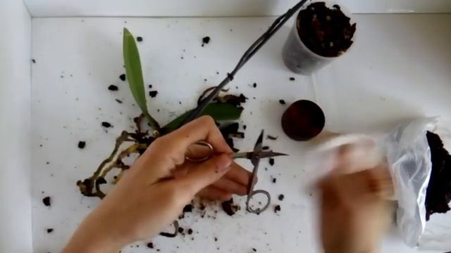 Пересадка орхидеи фаленопсис (ч.2) - Чистка корней смотреть онлайн