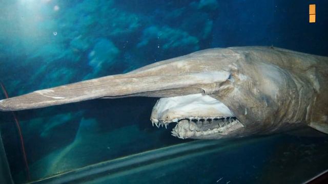 ДОИСТОРИЧЕСКИЕ СУЩЕСТВА, КОТОРЫЕ ЖИВУТ ПО СЕЙ ДЕНЬ смотреть онлайн