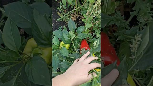 Мой самый любимый сорт перца. домашнее название красный крупный. смотреть онлайн