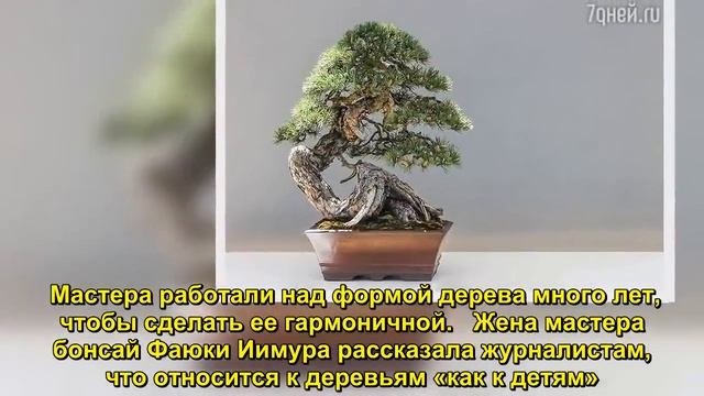 В Японии украли 400-летнее дерево бонсай стоимостью 100 тысяч долларов - Sudo News смотреть онлайн