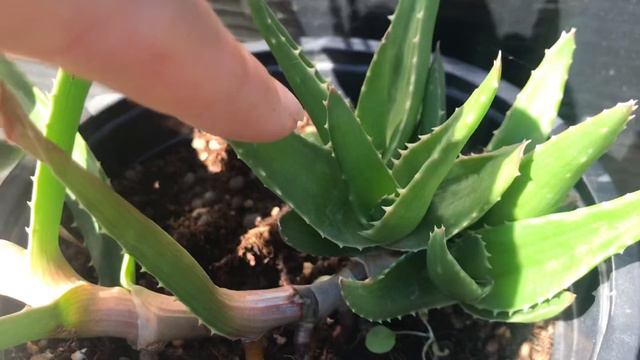 Aloe Vera Bakımı/çoğaltma/Aloe Jeli Çıkartma/Aloe Faydaları /Aloe Çeşitler