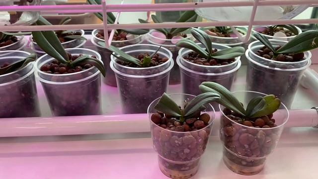 Орхидеи из фласки пересадка в керамзит , и как там адешки ??????#51 смотреть онлайн