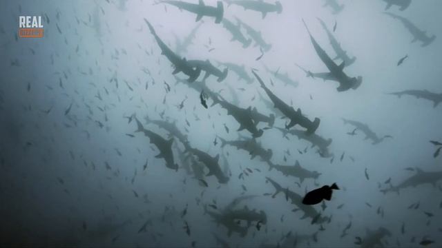 Megalodon Vs A Huge Monster Of The Deep! смотреть онлайн