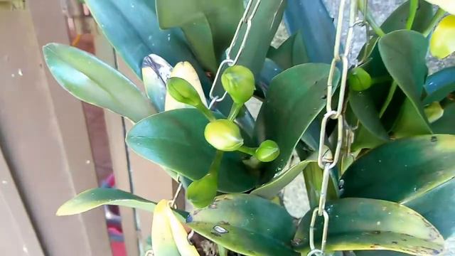 Espetáculo de floração! 😍🌷 смотреть онлайн