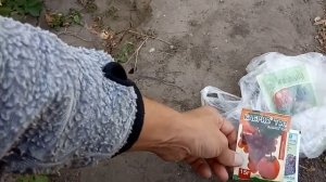 Чем подкормить и обработать виноград перед укрытием на зиму