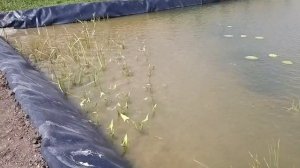 Искусственный водоём для выращивания раков