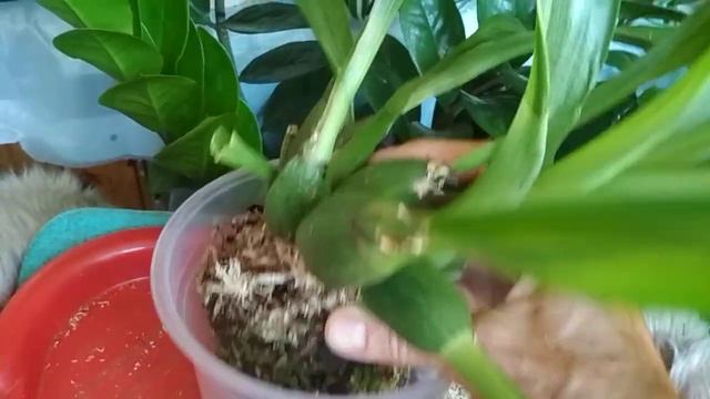 Пересаживаю✂️мой зигопеталум🌱(04.09.22) смотреть онлайн