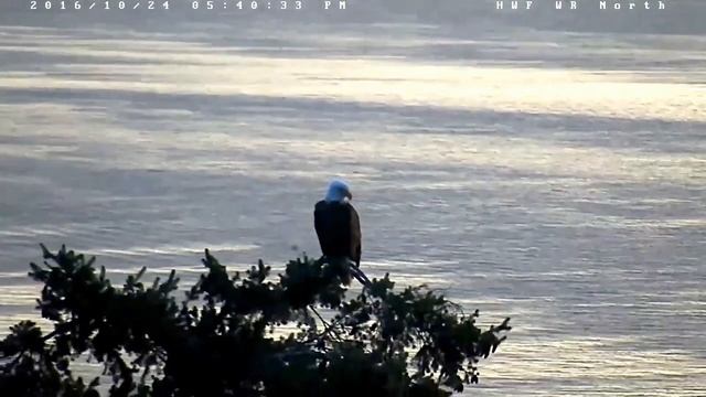White Rock Eagle BC 10 24 16 Welcome home Ma & Pa and a beautiful sunset смотреть онлайн