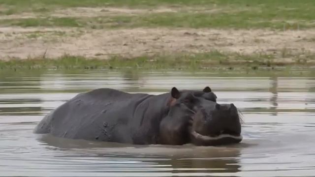 Уничтожили За Секунду! Вот Почему Бегемоту Тяжело Живется смотреть онлайн