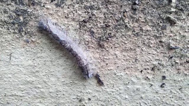 Lappet Moth Caterpillar смотреть онлайн