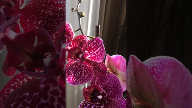 Любимчик фаленопсис Ягуар #цвітонос #ізцентра #орхідеї #грудень2023 смотреть онлайн