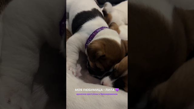 Отправим из Анапы в добрые руки 🙏🏼 смотреть онлайн