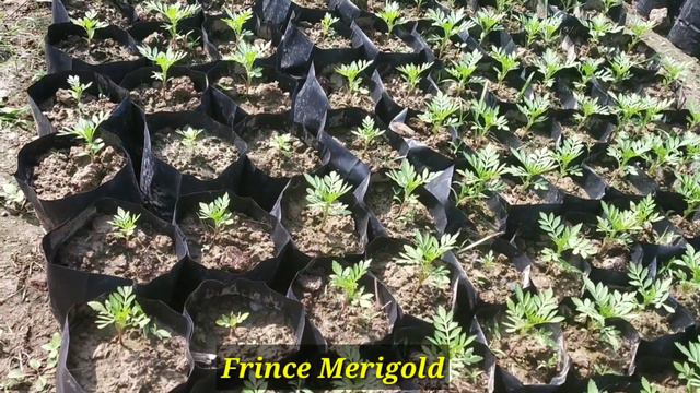 Nursery Visit | Sarkar Nursery . #nursery #wintergarden #flower смотреть онлайн