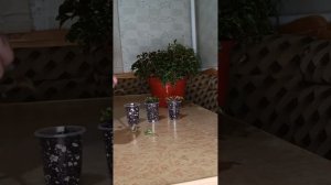 Альтернатера. Посадка, уход, размножение.