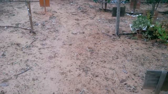 кладбище животных Израиль смотреть онлайн