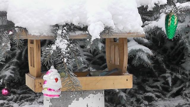 Лазоревки на кормушке смотреть онлайн