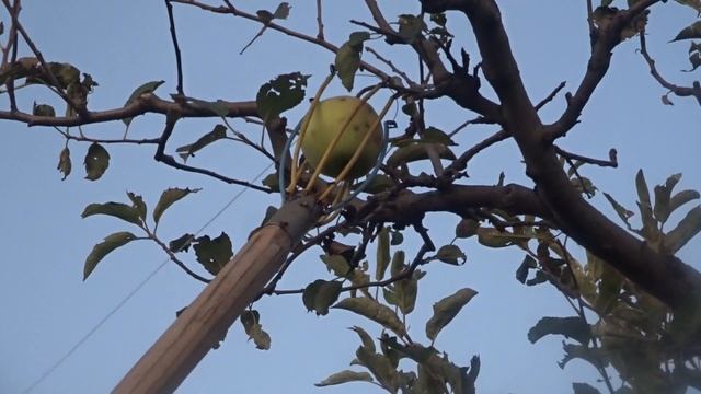 Сбор  яблок( груш ...) с деревьев - два проверенных способа.