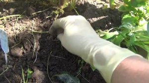 Конец июля,начало августа самое время размножить ирисы делением куста