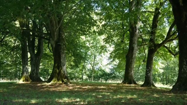 Relax Nature. Звуки природы - пение птиц, звуки леса, летнее настроение, отдых на природе смотреть онлайн