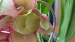 Саррацения. Опыление цветка. Как получить семена? Sarracenia Leucophylla(гибрид).