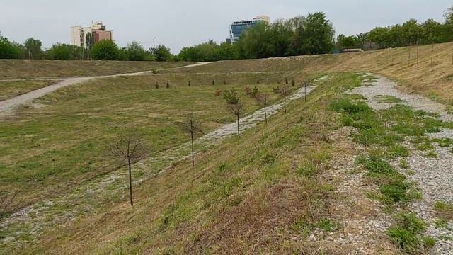 В Ландшафтном парке Запорожья засохли все молодые деревья смотреть онлайн