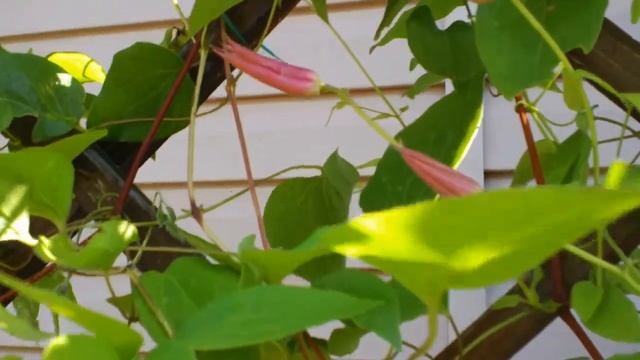 18 Дачные картинки. Клематис розовый. смотреть онлайн