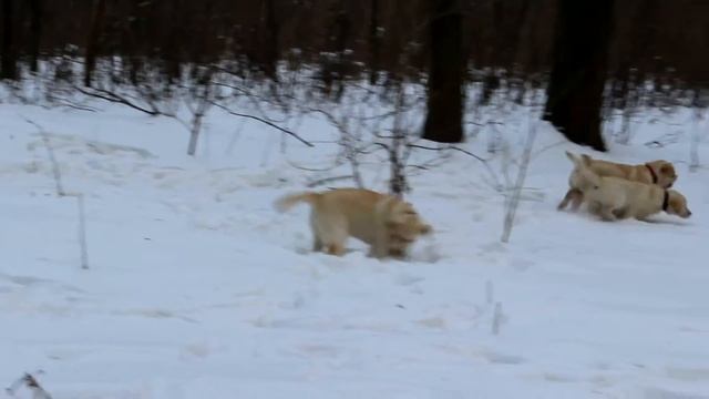 Щенки лабрадора смотреть онлайн