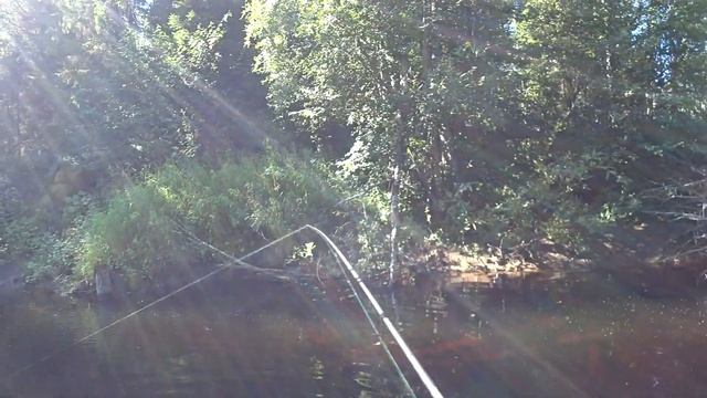 Форель на спиннинг! Хариус на спиннинг! Лесной ручей порадовал! смотреть онлайн